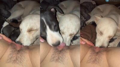 Art of zoo porno: dog fucking gay porn