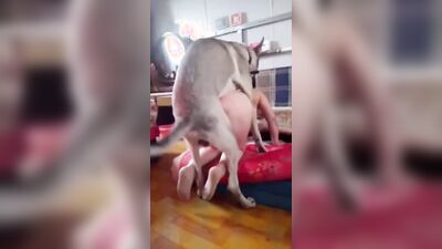 Dog sex girl: porn passion teeny dog dream