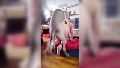 Dog sex girl: porn passion teeny dog dream