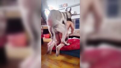 Dog sex girl: porn passion teeny dog dream