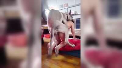 Dog sex girl: porn passion teeny dog dream