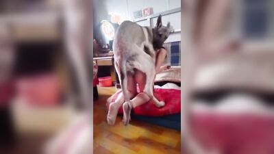 Dog sex girl: porn passion teeny dog dream