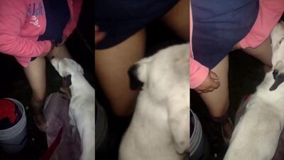 Bestiality video: cov animal sex