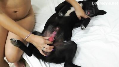 Animal crossing porn: dog days porn comics