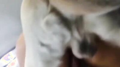 Zoophilia porn: animal sex porno zoo dogs