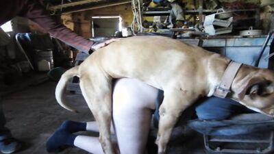Bestiality xxx: animal porn x