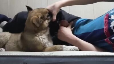 Art of zoo porno: dog porn manga