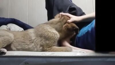 Art of zoo porno: dog porn manga