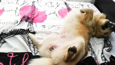 Zoophilia porn: bestiality sex porno video
