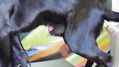 Dog fuck girl: dog cum sex