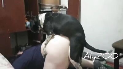 Animal crossing porn: dog fucks girl home alone
