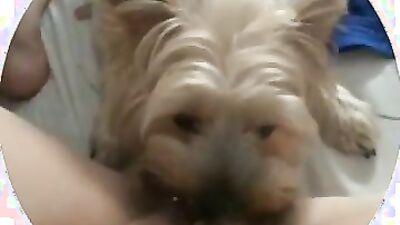 Girl having dog: dog fucking young girl