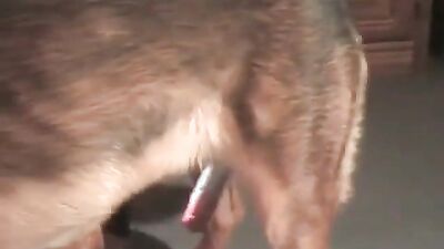 Zoo porn girls: zoo kattywest porn