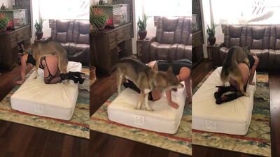 Bestiality video: dog licking porn