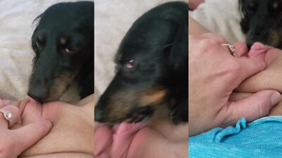 Animal sex porn: triplex zoo porn
