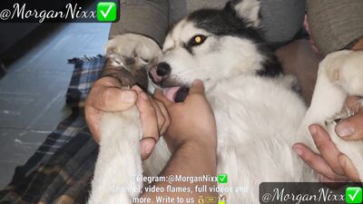 Bestiality xxx: cat nap x dog day sex