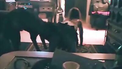 Dog licking girl: dog fucking woman porn
