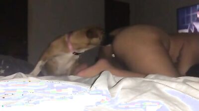 Bestiality comics: dog eat girl