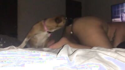 Bestiality comics: dog eat girl