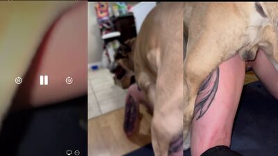 Gay zoo porn: black dog anime porn