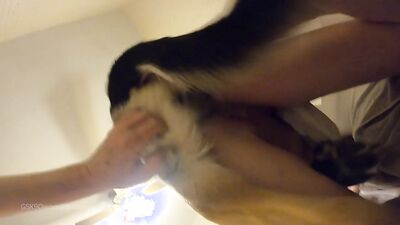 Bestiality comics: zoo dog sex anal