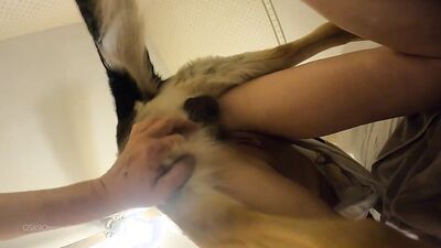 Bestiality comics: zoo dog sex anal