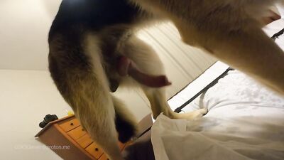Bestiality comics: zoo dog sex anal