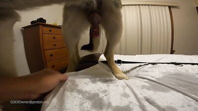 Bestiality comics: zoo dog sex anal