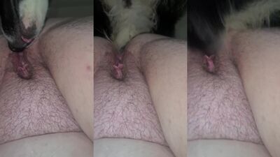 Dog get girl: bestiality video rule