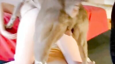 Zoo porn man: 3d hentai bestiality horse