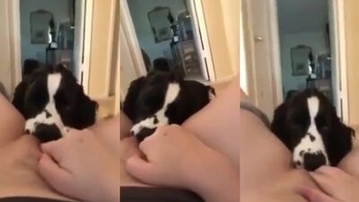 Animal zoo sex: porn dog first
