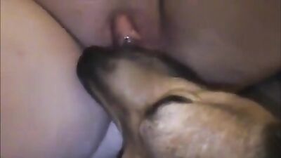 Girl cat dog: asian girl blowjob dog