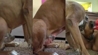 Animal porn: team dog sex