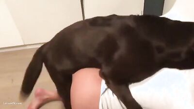 Bestiality sex id: sex dog and perempuan