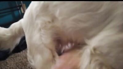 Zoo sex porn: dog riding sex