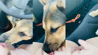 Mimi dog girl: animal crossing porn games