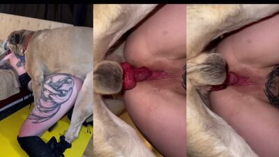 Gay zoo porn: bestiality 2026