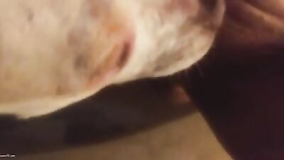 Dog licks while riding dildo