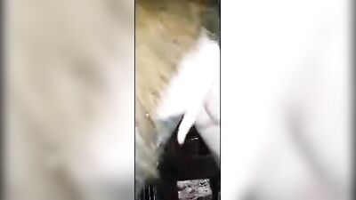 Horse fuck pussy Nice view