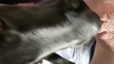 Pussy Butter Bizarro Threesome - Dog Loves Cumming In Furry Hole