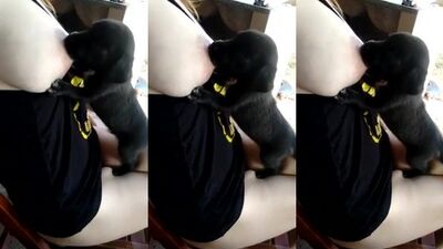 Mother breastfeeding puppy 8
