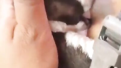 Mother breastfeeding a puppy 7
