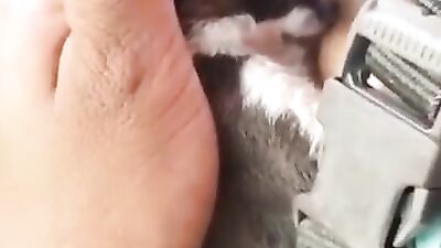 Mother breastfeeding a puppy 7