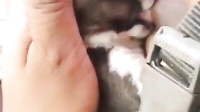 Mother breastfeeding a puppy 7