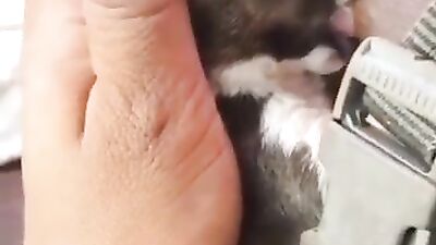 Mother breastfeeding a puppy 7