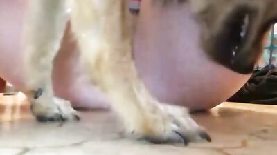 Hairy Teen Wants Doggie Dick