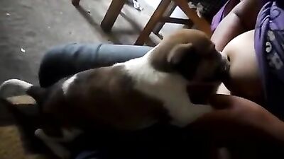Breastfeeding puppy 3