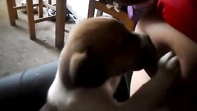 Breastfeeding puppy 3
