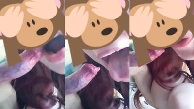 Boquete no dog