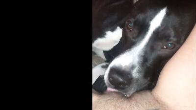 Compilation dog sucking girls pussy PT 1